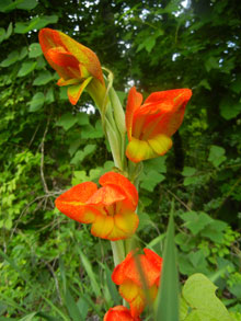 garden Gladiolus dalenii Psittacinus