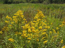 garden Goldenrod