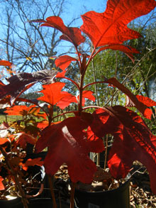 garden autumn oakleaf hydrangea