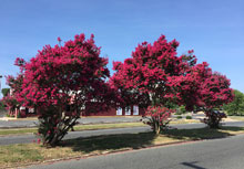 garden Crape Myrtles