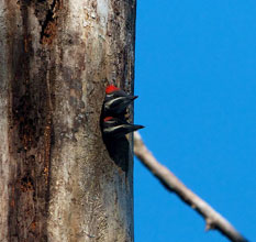 garden PileatedWoodpeckerNest