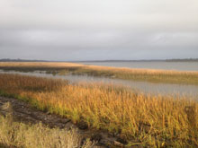 garden marsh