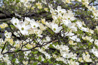 garden dogwood
