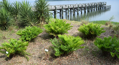 garden Coontie palm