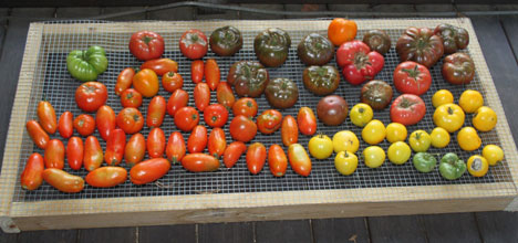 garden tomatoes