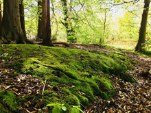 garden Moss under trees