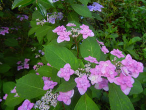 garden hydrangea miyama