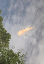 garden koi