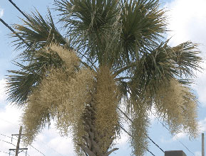 garden Palmetto in Flower