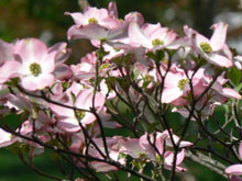 garden pink dogwood First Part of Article