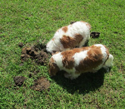 garden Lily and Scamp