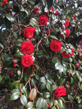 garden1