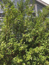 garden3