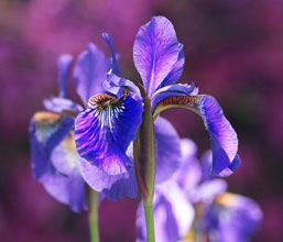 garden iris