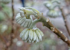 garden Edgeworthia