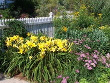 garden-oldreliable-daylilies