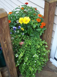 gardening-pic