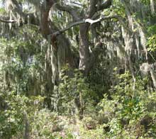 garden-trees