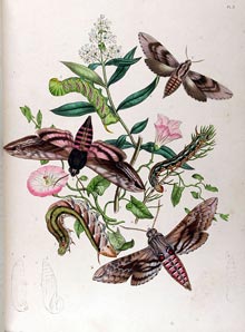 garden-Moths