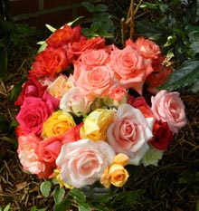 garden-roses