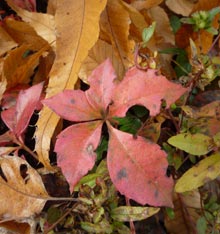 garden-cover-pic