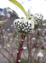 garden-Edgeworthia-chrysantha