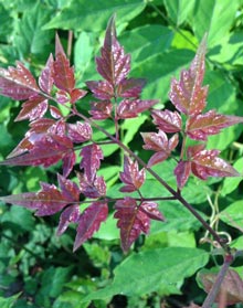 rants-red-leaves