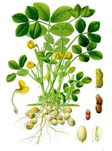 garden-Arachis