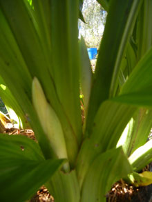 garden-Phaius-tankervilleae-Nuns-Orchid
