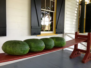 garden-bradford-watermelons