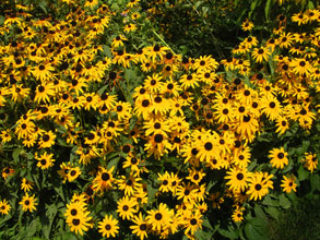 garden-Who-needs-lawn-if-you-can-grow-black-eyed-Susans