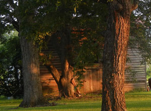 garden3