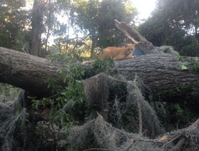 tree-arthur