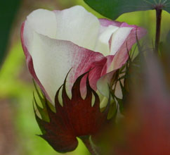 garden-Pink-Cotton-3